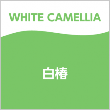 白椿